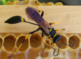 Black-and-yellow Mud Dauber